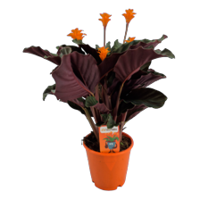 Crocata tassmania